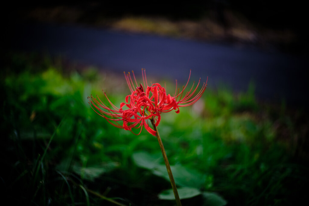 彼岸花