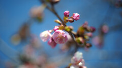 ご近所の早咲きの桜