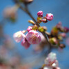 ご近所の早咲きの桜