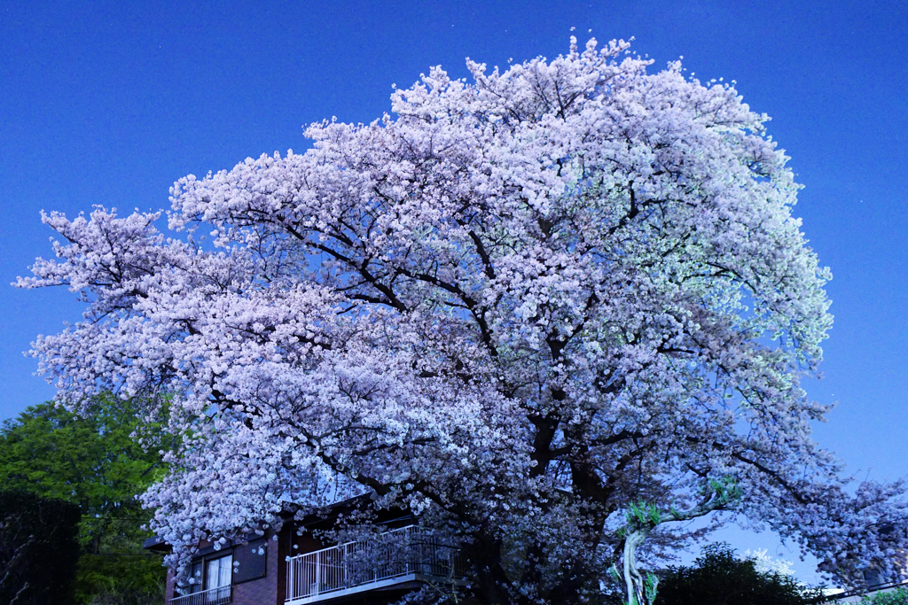 夜桜