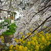 菜の花と桜