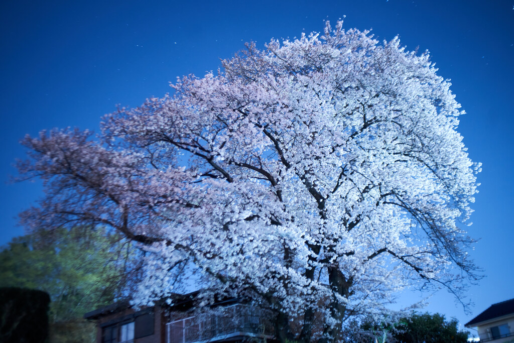 夜桜
