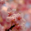 河津桜