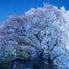 ご近所の夜桜