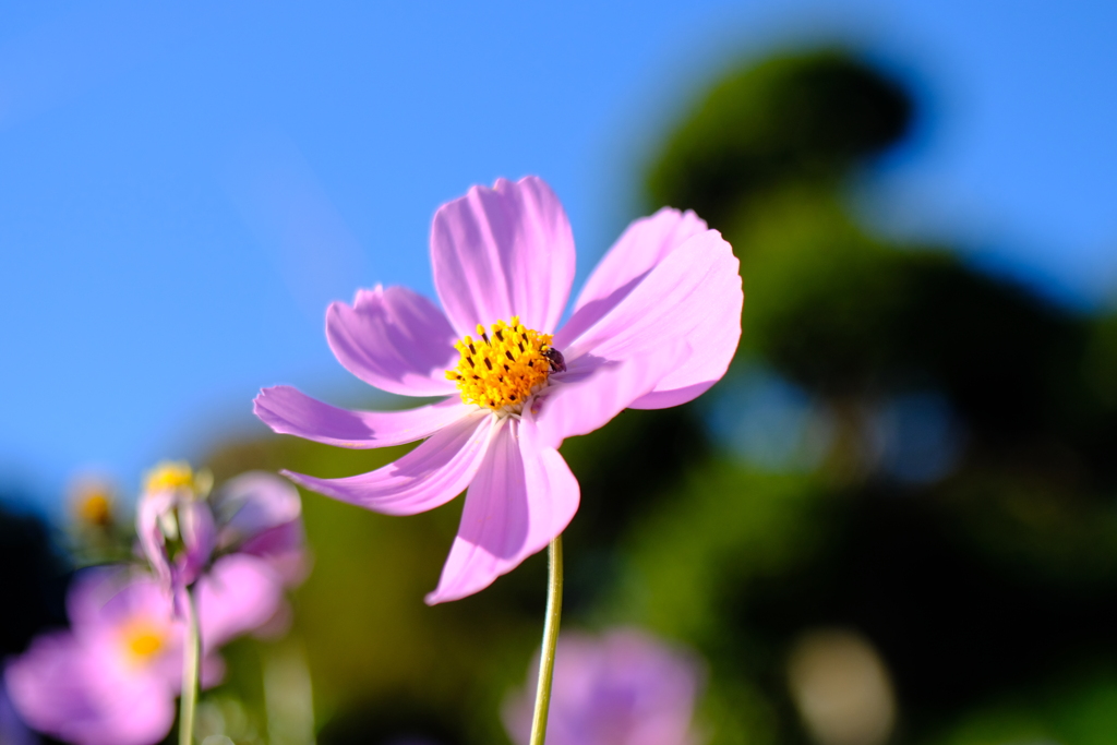 秋桜