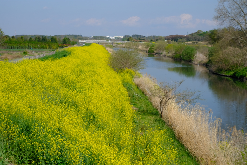 川べりの菜の花