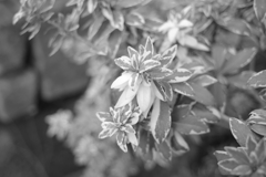 冬の植物