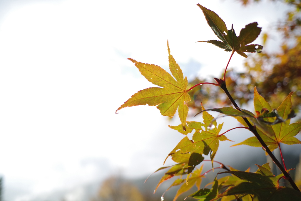 雨上がりの紅葉