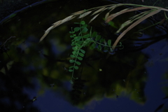 草