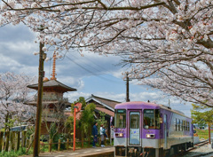 法華口駅(北条鉄道)の桜