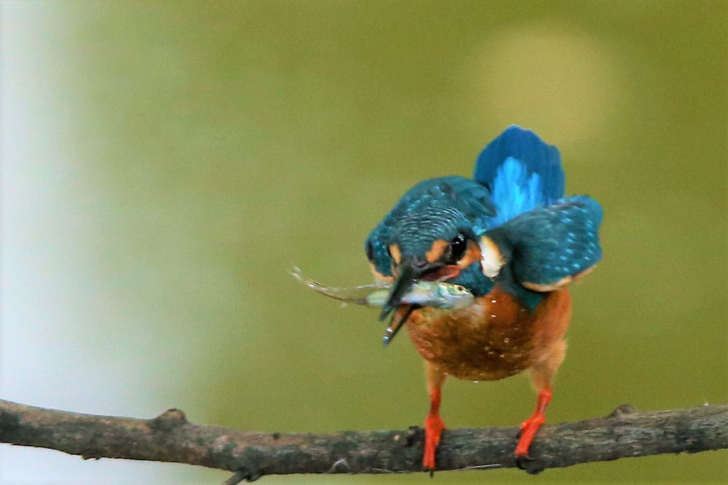 カワセミくん　お食事