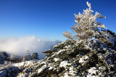 霧氷
