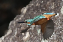 カワセミ