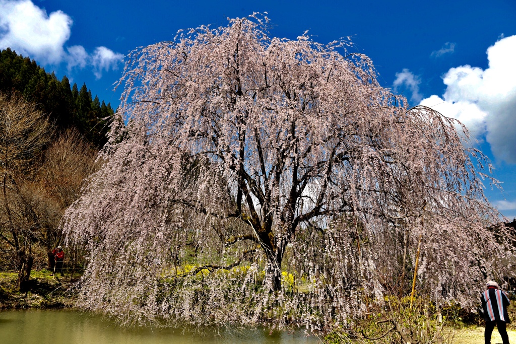 枝垂れ桜