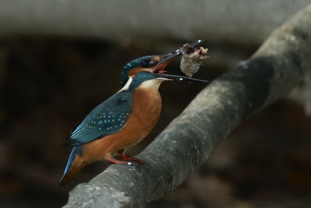 カワセミお食事中