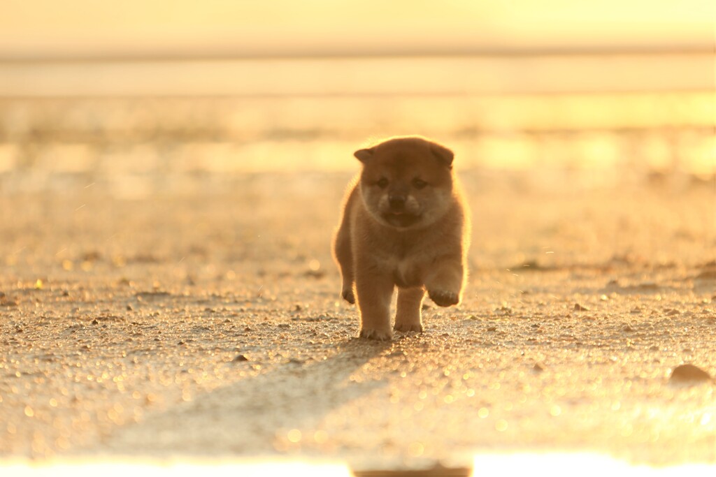 ワンちゃん