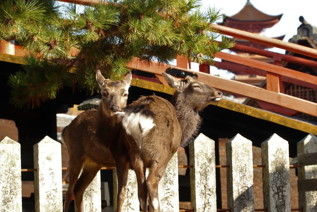シカ　宮島