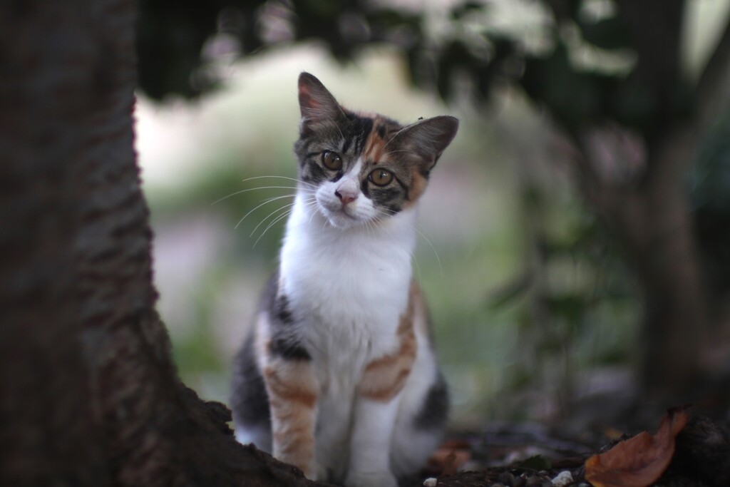 近所の子猫