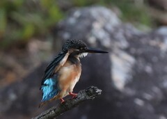 カワセミ