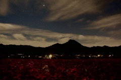 夜のコスモス畑