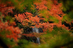 白滝紅葉