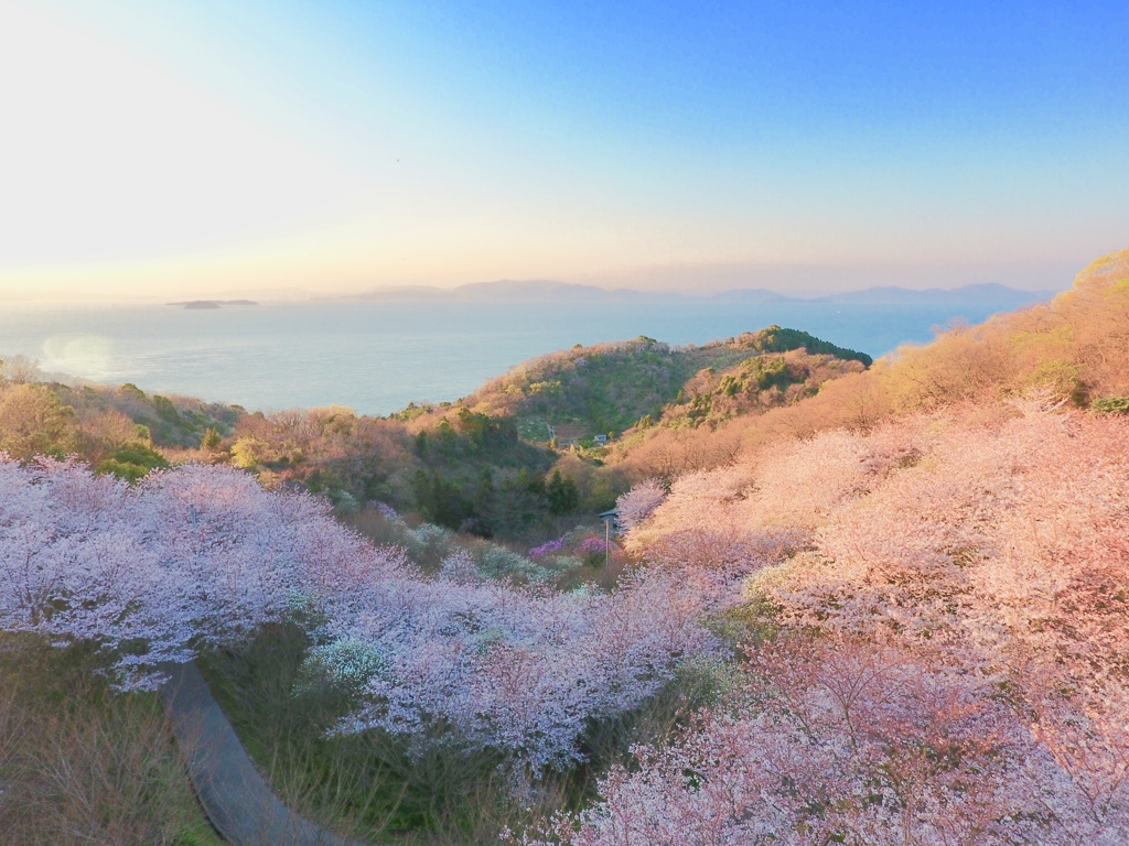 桜