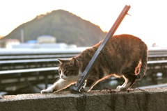 ニヤー