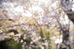 朝と桜