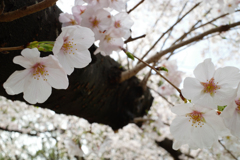 近くの桜