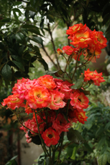 花束