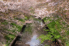 桜・桜・桜