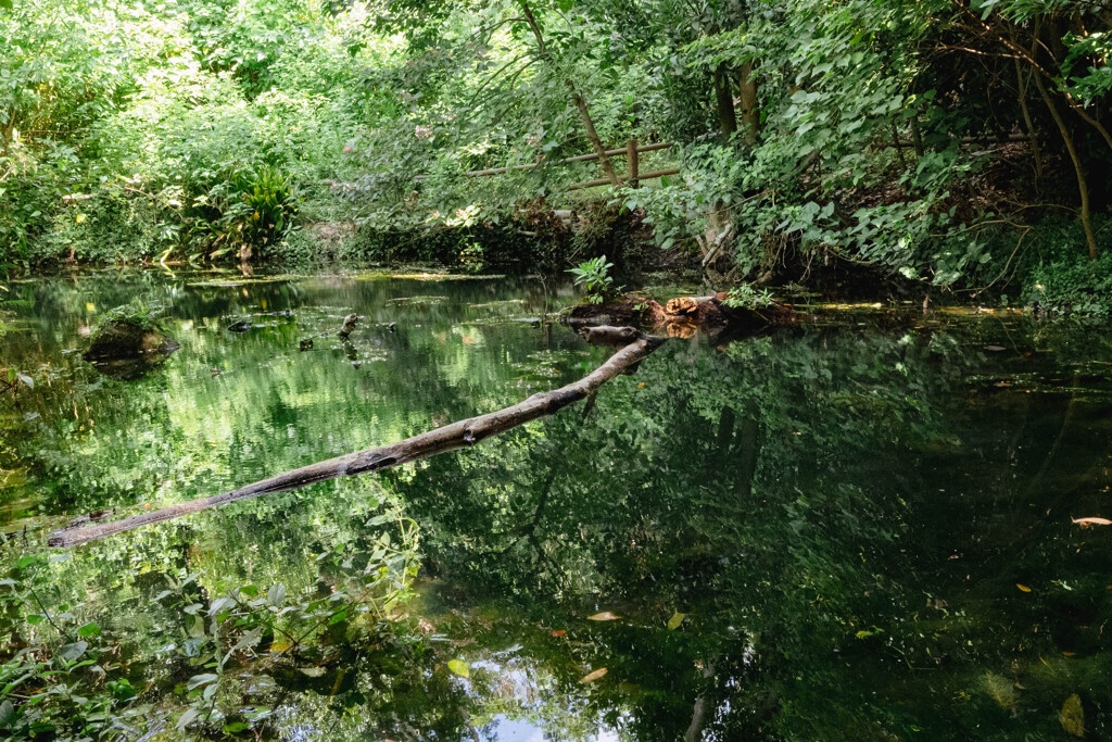 Hidden Pond