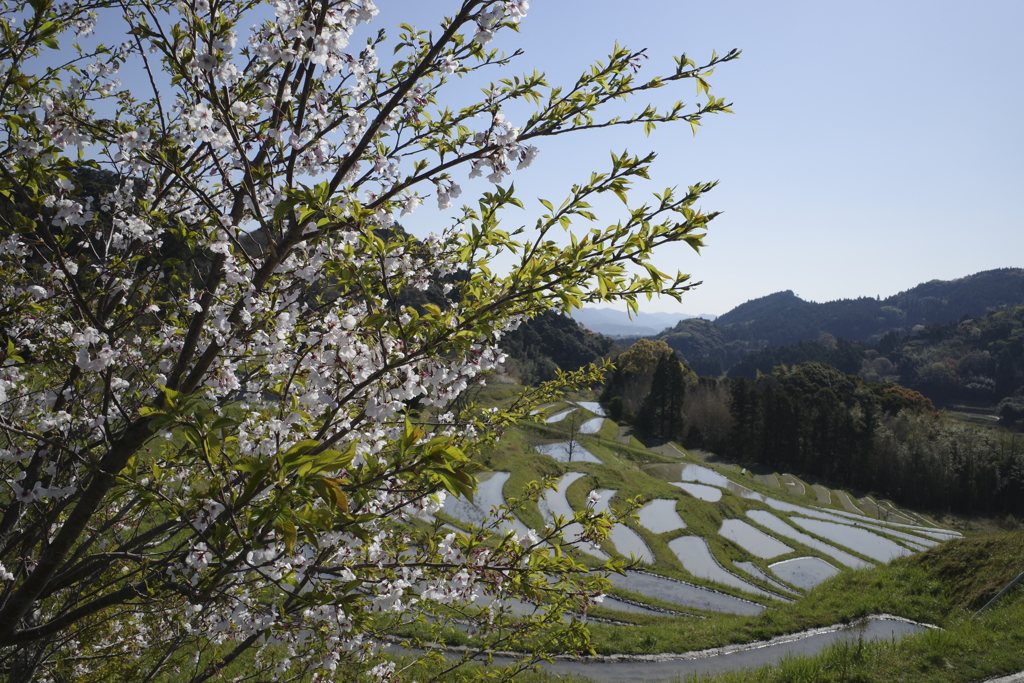 桜と棚田