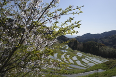 桜と棚田