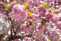 桜咲きみだれる
