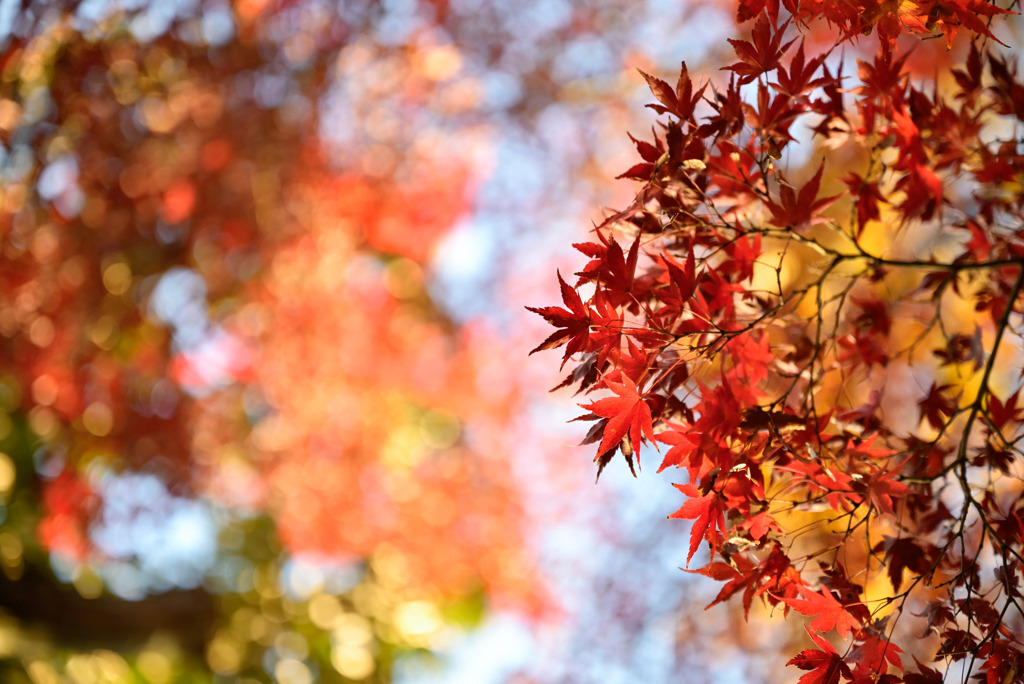 紅葉の季節