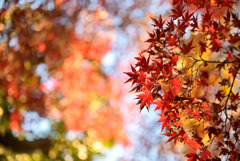 紅葉の季節
