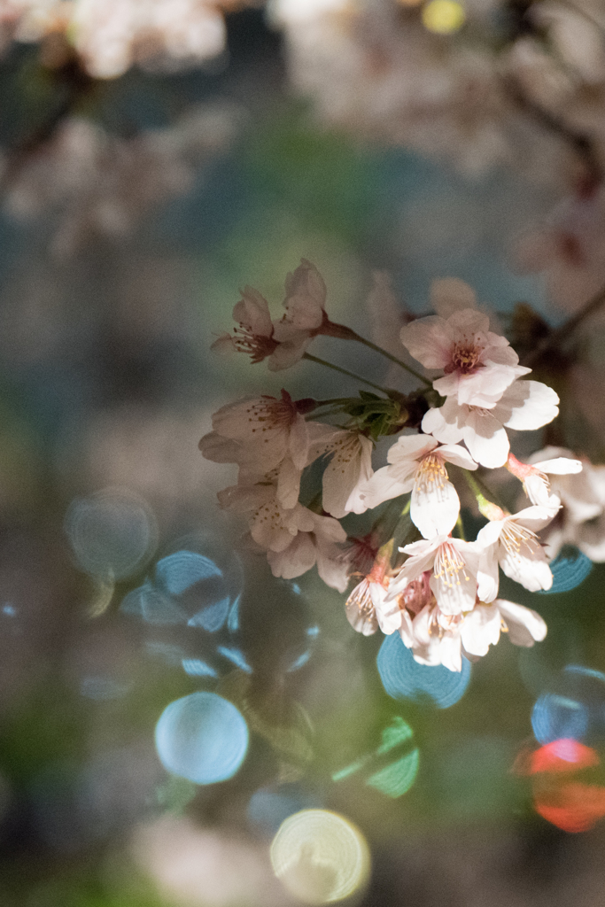 夜の桜