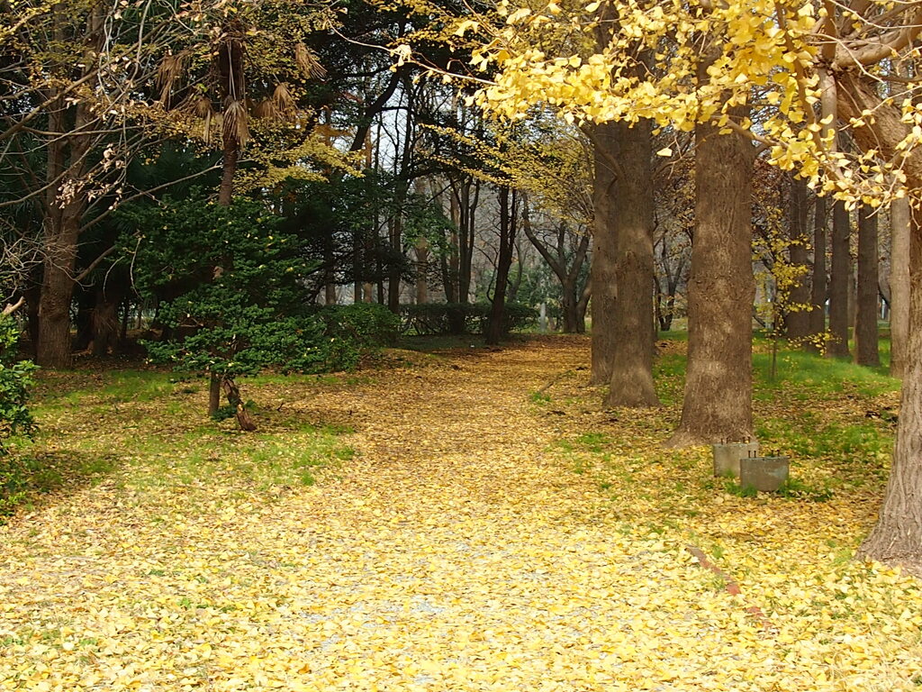 八千代市 銀杏の絨毯