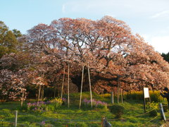 吉高の大ザクラ