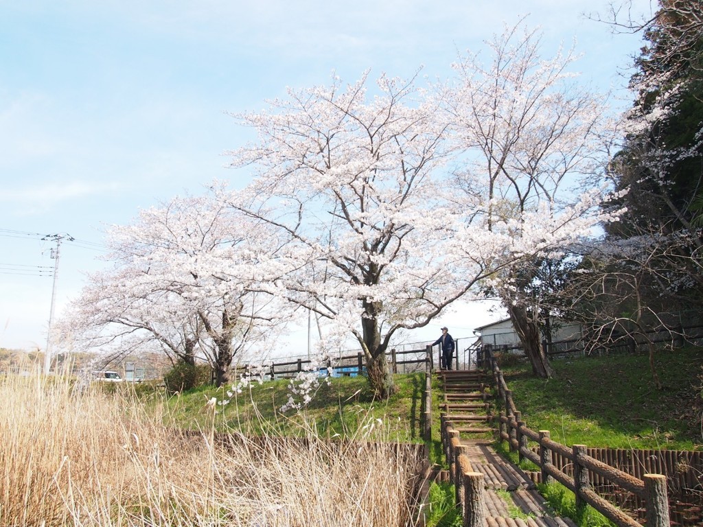 地元の池の桜