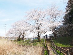 地元の池の桜
