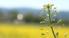 菜の花畑に咲くナズナ。