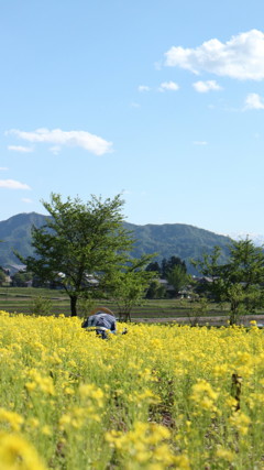 菜の花畑とおじいさん。