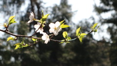 光にあたる桜