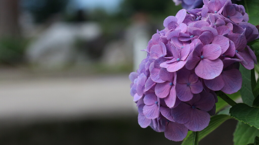 紫陽花。