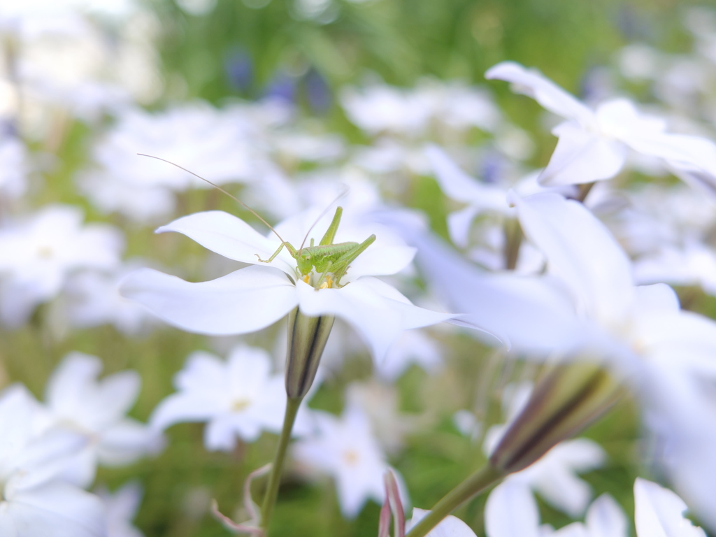 春の蜜は最高!!