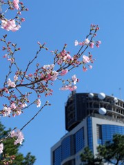 来週くらいが見ごろ。