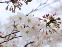 平日に満開か・・・