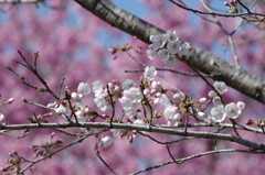 桜が咲いた
